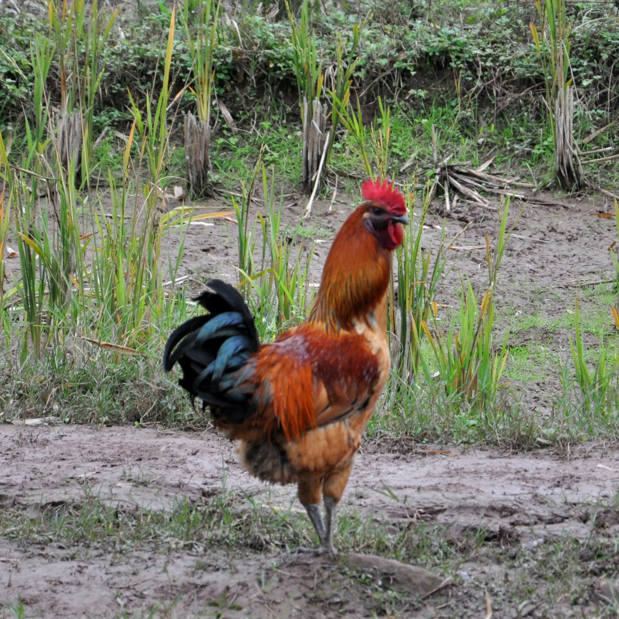 正品[农村结婚新房怎么布置]农村结婚新房布置