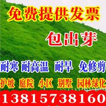 四季青果岭草地毯草护坡高羊茅草种狗牙根耐旱草免修剪 草坪種子