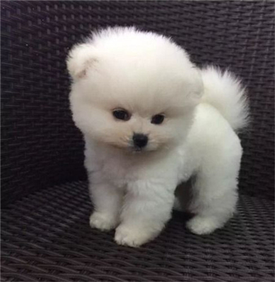创奇博美幼犬纯种茶杯博美俊介犬长不大的博美狗狗活体宠物狗252