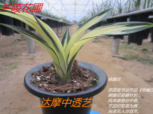 兰花 兰草 兰苗 绿植盆景 盆栽 墨兰精品线艺达摩中透 兰陵国兰
