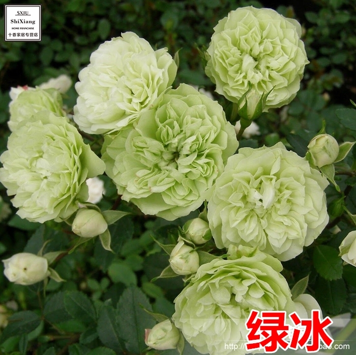 微型月季花 绿冰 月季花 多花月季 阳台丰花多头月季四季开花