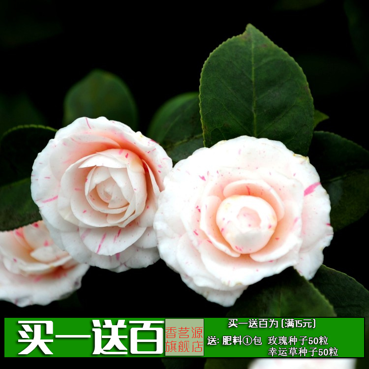 正品[茶花2304]2304评测 2304是谁的平方图片