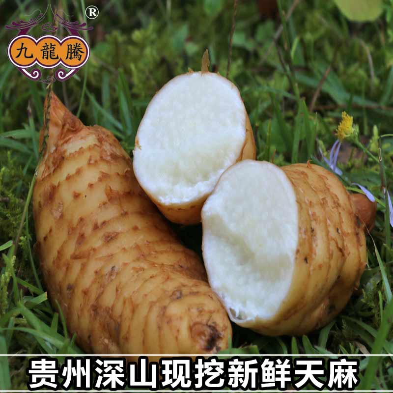 贵州大方野生新鲜天麻特级冬麻tianma500g包邮 买三送一 天麻野生