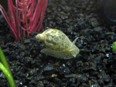 冷水螺 囊螺 水蜗牛 鱼缸除藻吃残饵工具螺 乌龟