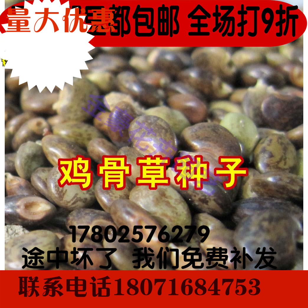 鸡骨草种子 中药材鸡骨草籽 鸡骨草种植 中药材种子 鸡骨草药材