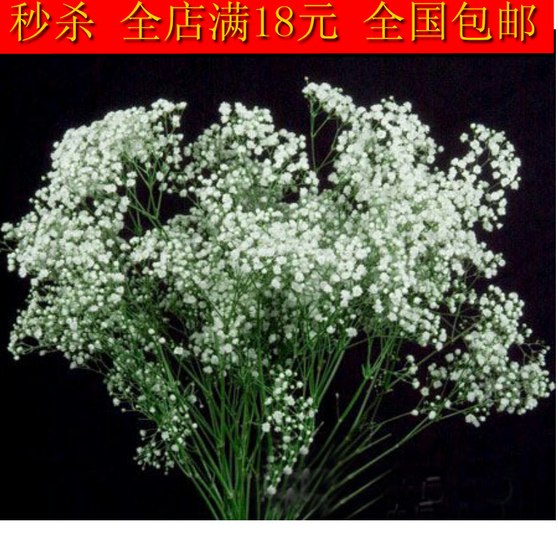 花籽满天星花种子白色 粉色 观赏花卉阳台庭院盆栽种植约50粒