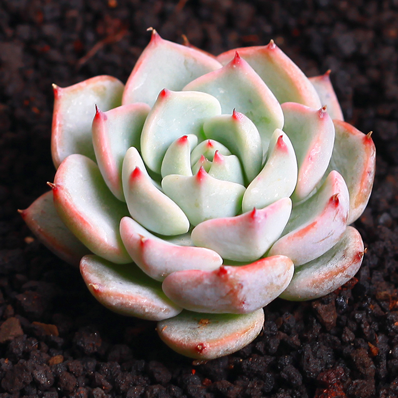 正品[红爪多肉]红爪多肉怎么养评测 多肉植物红爪的繁殖图片_惠惠购物