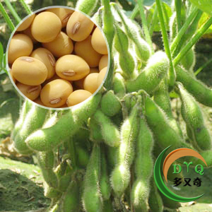 奇农1号/黄豆种子 大豆种子 毛豆种子 黄豆芽苗菜种子 蔬菜种500g