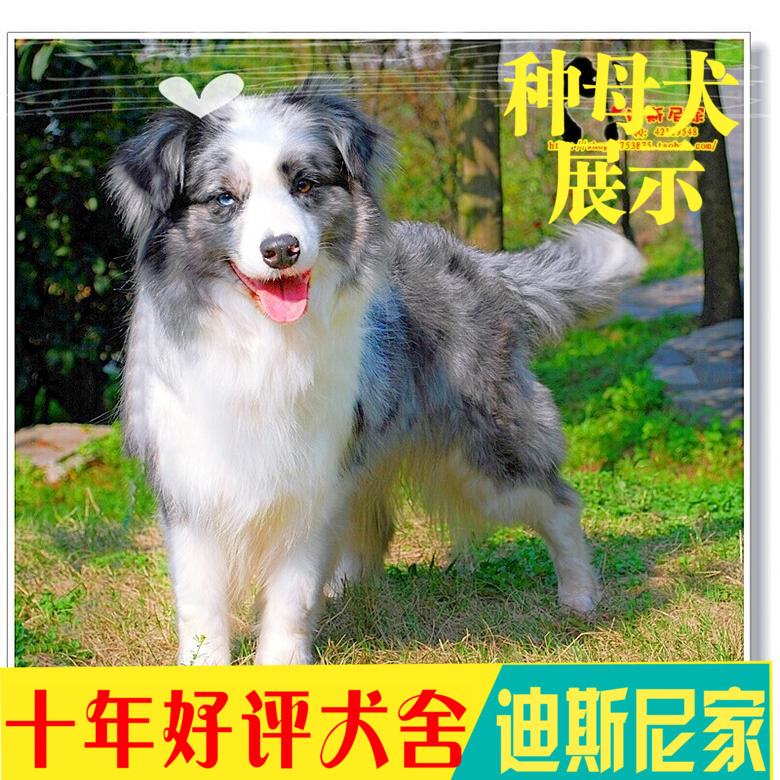 迪斯尼家/纯种双血统赛级三色蓝陨石边境牧羊犬边牧种母犬成母犬