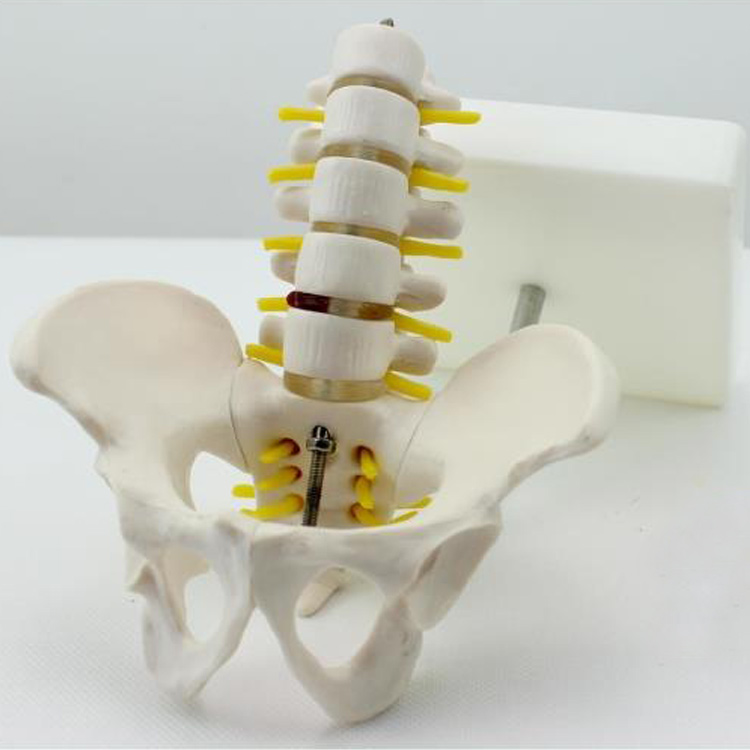正品[人体骨骼骨架模型]人体骨骼3d模型下载评