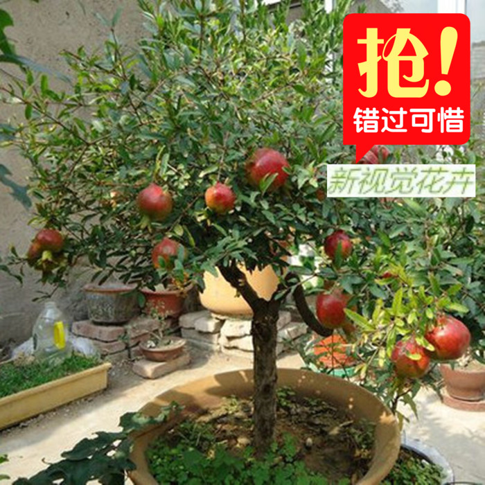 果树苗木石榴树苗庭院盆栽地栽牡丹大果石榴盆栽南方北方种植
