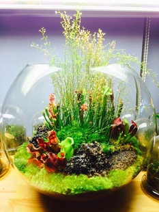 食虫植物缸造景 圆缸客厅陈设 瓶子草花柱草造景