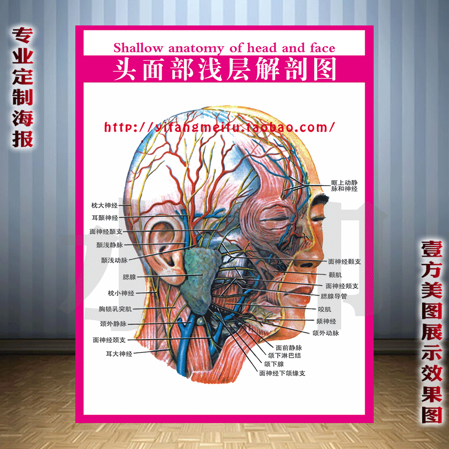 美容院微整形面部血管面部肌肉《头面部浅层解剖》写真图海报定制