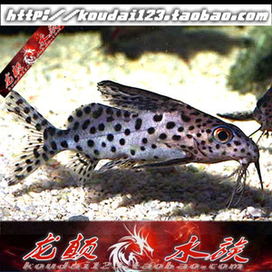 【观赏鱼\/热带】最新淘宝网观赏鱼\/热带优惠信