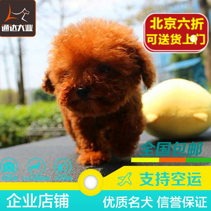 正品[泰迪熊有多少颜色]颜色搭配表评测 颜色的