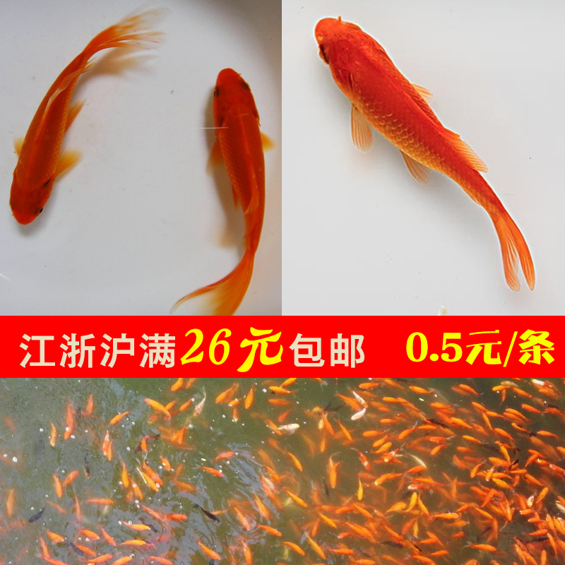 鿴ԱСϲˮؼ