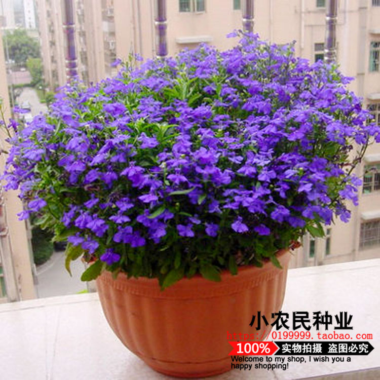 翠蝶花 垂吊花种子 花卉种子垂吊半边莲阳台盆栽花草种子观花植物