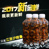 江浙沪皖鲁瓶装 2017知了猴新鲜野生金蝉知了蝉蛹蚕蛹唐僧肉50只装