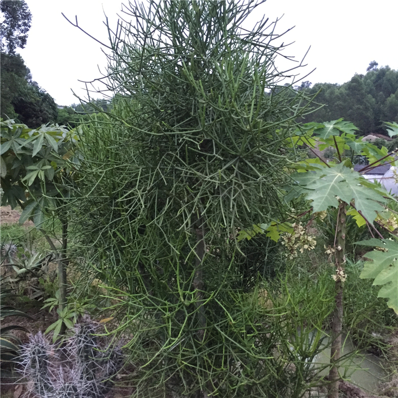 大戟科属大型沙生植物光棍树绿玉树绿植盆栽咖啡馆休闲吧服装店