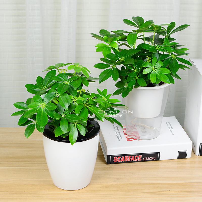 鸭掌木七叶莲绿植小盆栽水培花卉植物办公室内盆景吸甲醛防辐射图片
