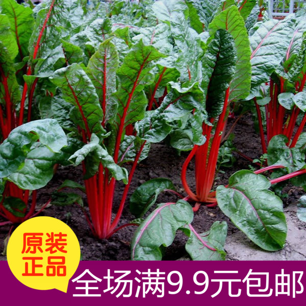 新宠蔬菜 红梗菜种子 连根红 红梗根达菜种子 补血保健味道鲜美