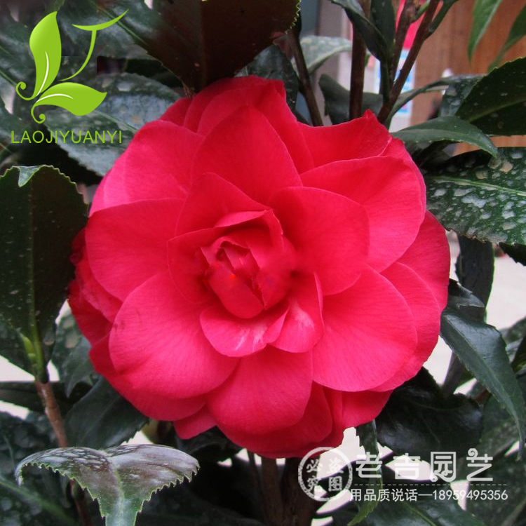 正品[茶花2304]2304评测 2304是谁的平方图片