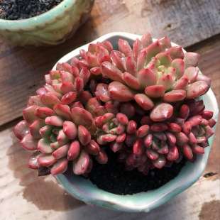 12月12日新 朵儿多肉植物 大棚现货一物一图【红宝石】老桩群生