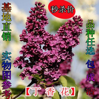 丁香花苗庭院盆栽开花植物绿化丁香花树苗浓香花卉香飘十里丁香苗