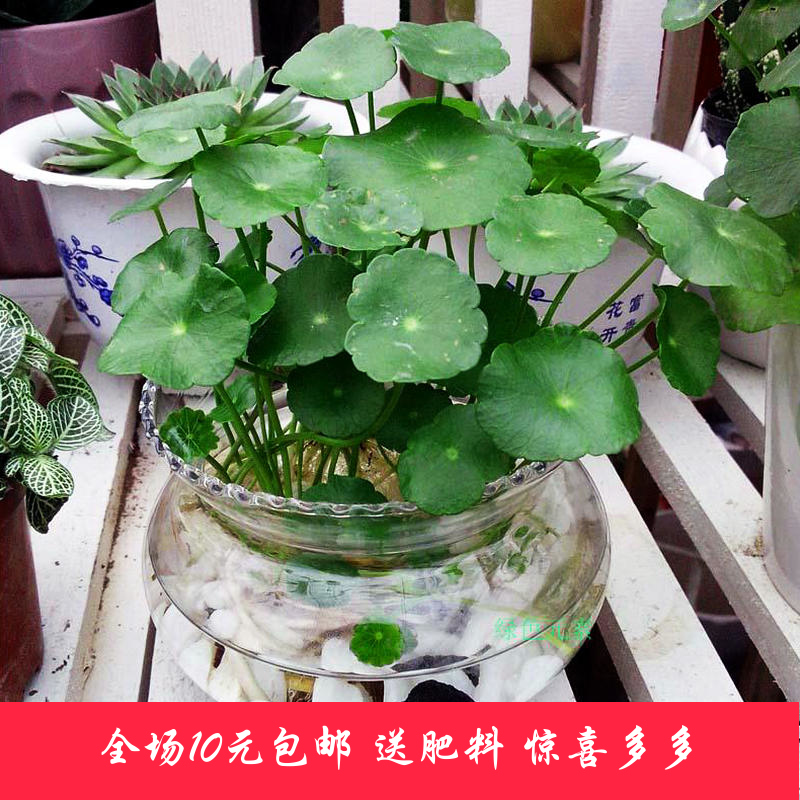 包邮水培铜钱草金钱秒杀 想赚钱先养钱 室内水培盆栽植物盆景