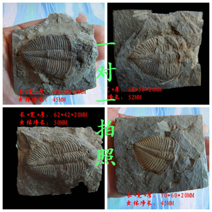 王冠虫三叶虫化石原石古生物狼鳍鱼化石多个可选标本燕子石古8888