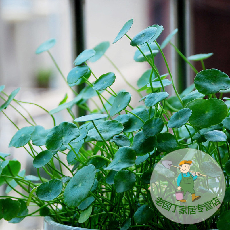 水培有氧植物 铜钱草 金钱草 桌面小盆栽绿植 创意 除甲醛 发根茎