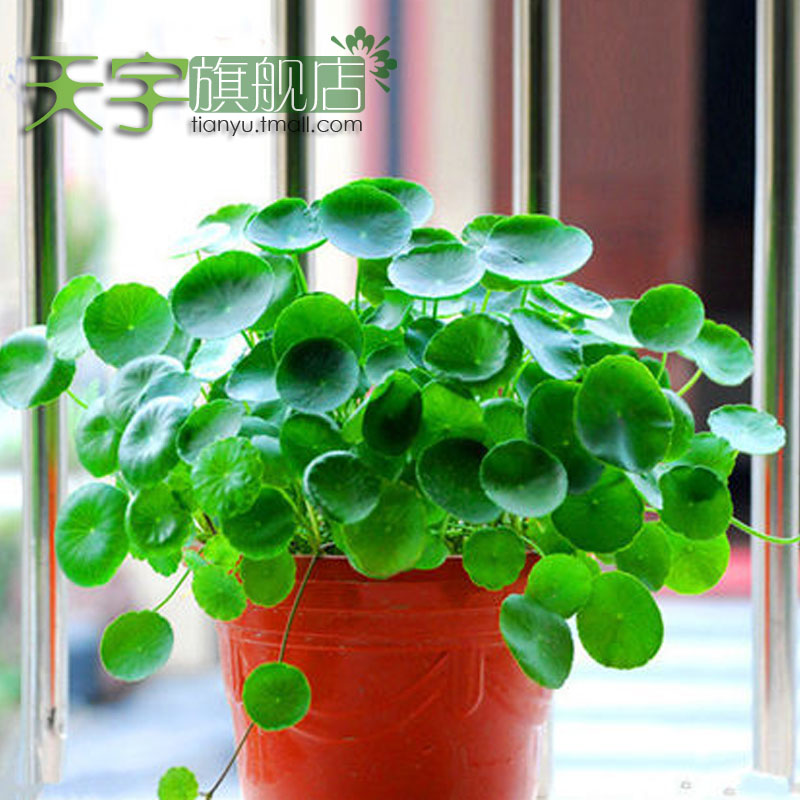 水培植物 铜钱草苗 水培有氧植物花卉 迷你盆栽铜钱草 水培金钱草