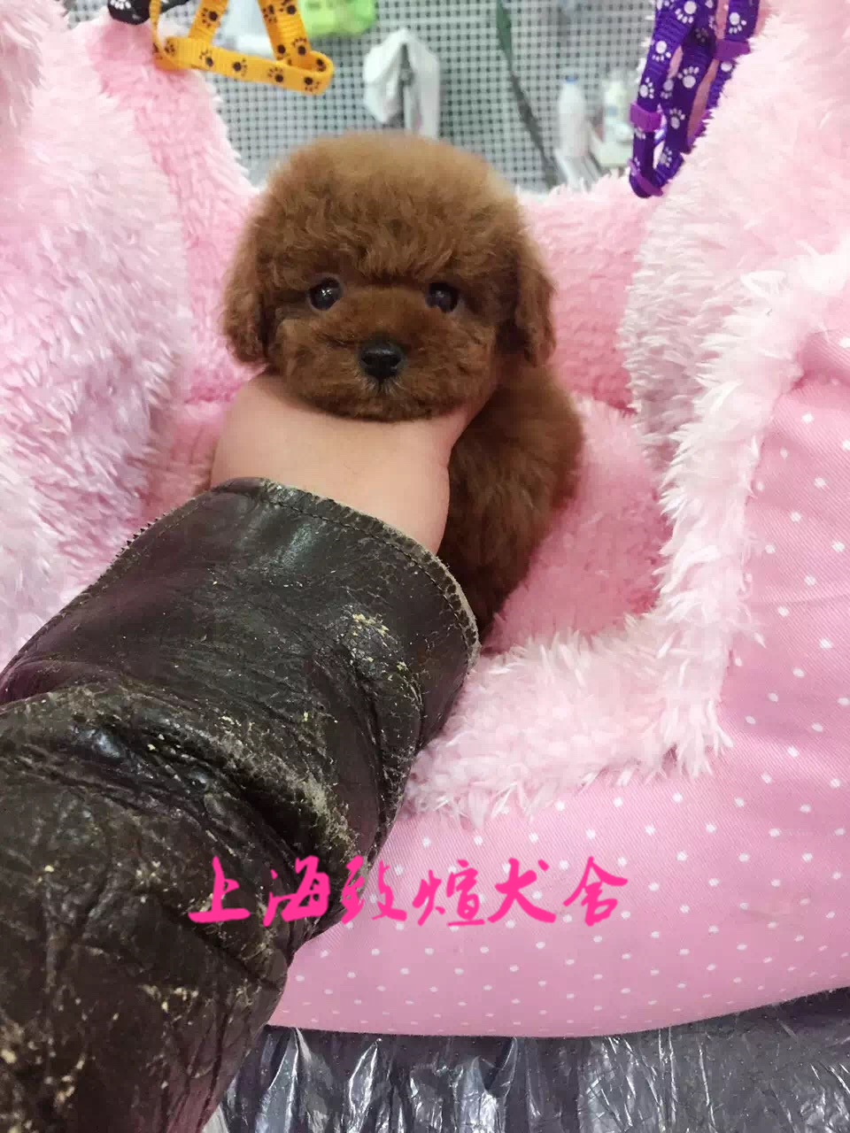 正品[泰迪熊玩具犬的价钱]泰迪熊玩具犬多少钱