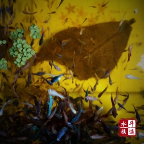 [折扣]将军斗鱼正品 大耳将军斗鱼购买 koi将军斗鱼