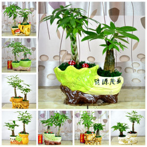 广州佛山小型绿植盆栽桌面摆设花卉植物小发财树盆栽大独杆发财树