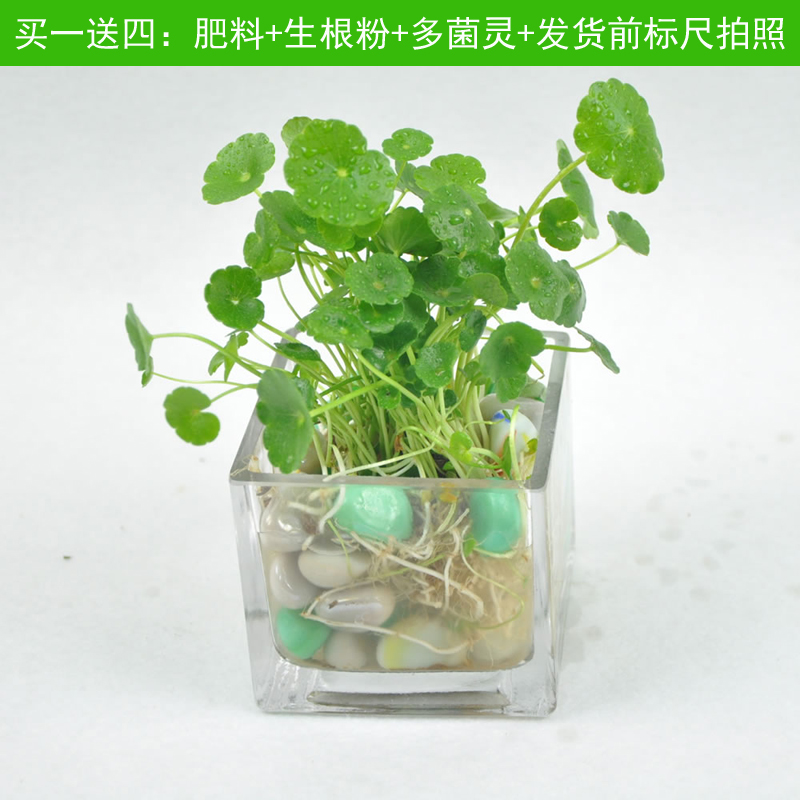 水培植物铜钱草桌面多肉盆栽金钱草盆栽花卉室内绿植绿萝小盆景