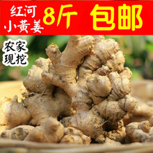 包邮 8斤 生姜 小黄姜 老姜 云南红河山区农家新鲜姜