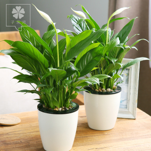 桌面绿植小盆栽