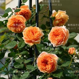 [王妃 拖鞋 txt]评价 楚王妃txt下载怎么样