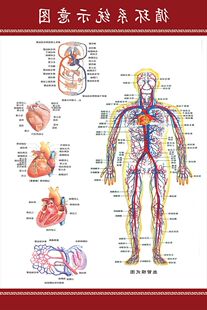 人体解剖海报 血液循环示意图 肌肉骨骼神经血管分布挂图展板