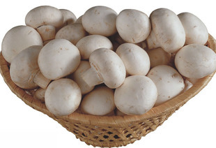 新鲜蔬菜 口蘑 食用菌 白蘑菇 500g