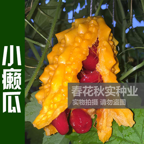水果小癞瓜金铃子赖葡萄种子 春季夏季四季蔬菜种子 阳台盆栽爬藤