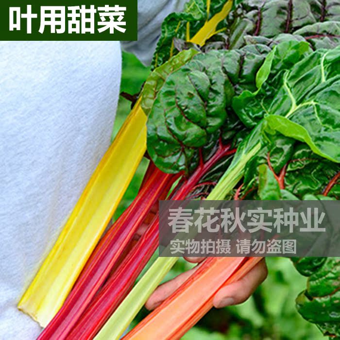 彩虹叶用红黄甜菜种子春夏秋四季厚皮菜牛皮菜蔬菜种子 阳台盆栽