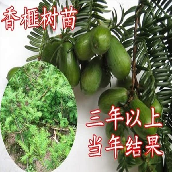 正宗深山枫桥香榧子树苗坚果树苗果中美食香榧树苗香榧小苗