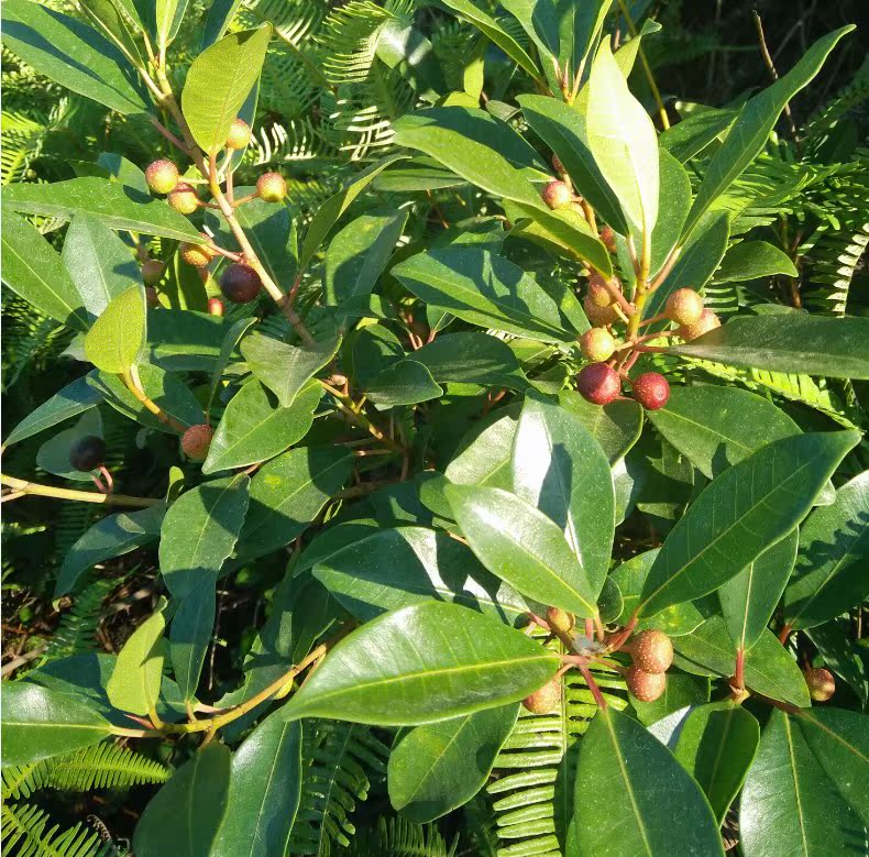 正宗野生牛奶果苗(小牛奶果)野果树果树苗庭院观赏植物盆栽包邮