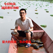 22cm十年大河蚌取珍珠 DIY手工 水族观赏 鲜活淡水珍珠蚌