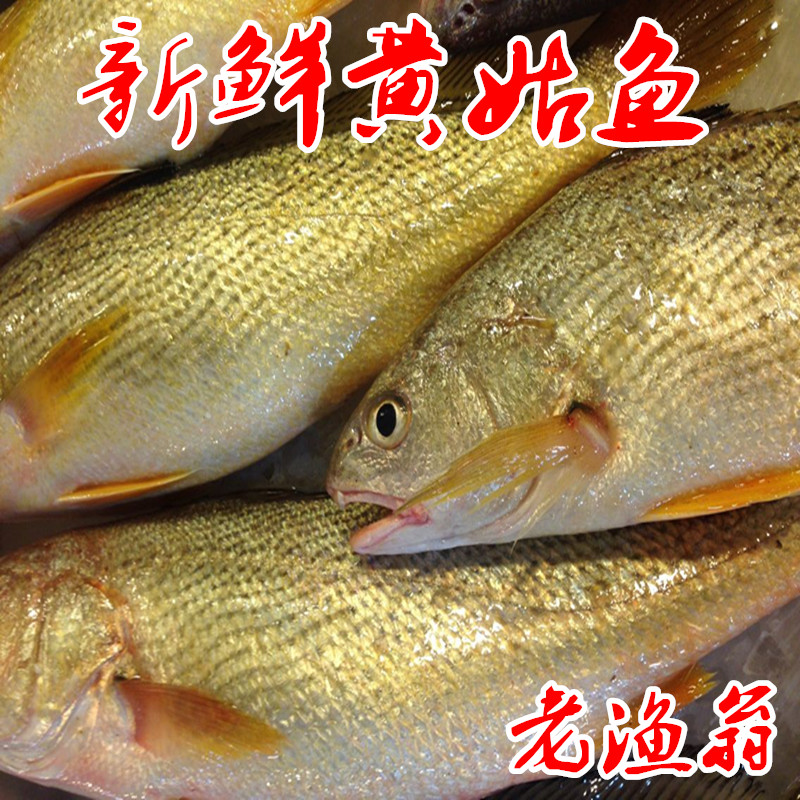 舟山新鲜海钓黄姑鱼 黄婆鸡 每条6两-1斤