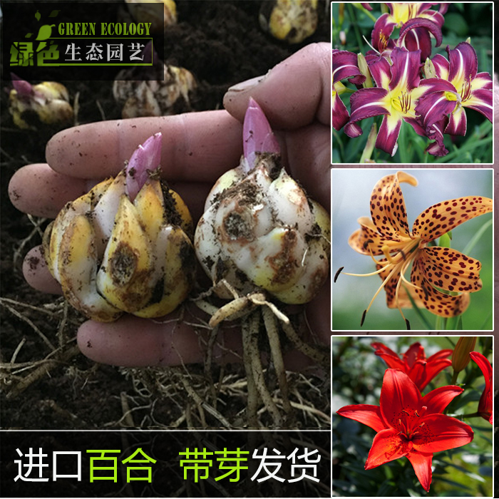 特价 进口香水百合种球带芽 百合花种子 四季花卉水培盆栽 免运费&