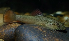 小调水族宽头拟腹吸鳅麦氏方氏长汀活体除藻工具清道夫原生冷水鱼