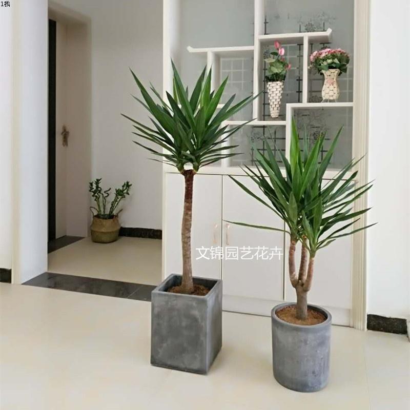 荷兰铁 巨丝兰绿植盆栽 北欧风植物室内外吸甲醛净化空气抗寒耐冻